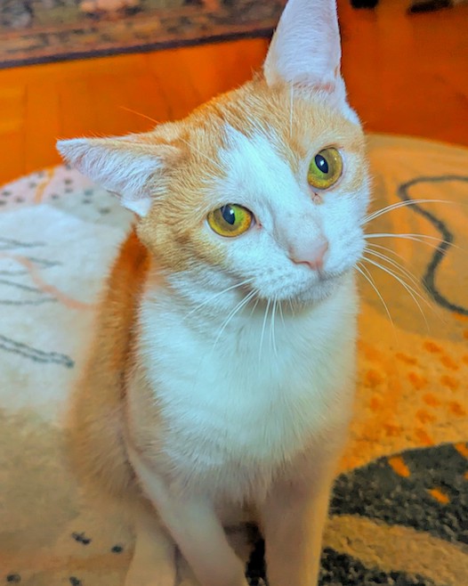 Headshot of Girasole.